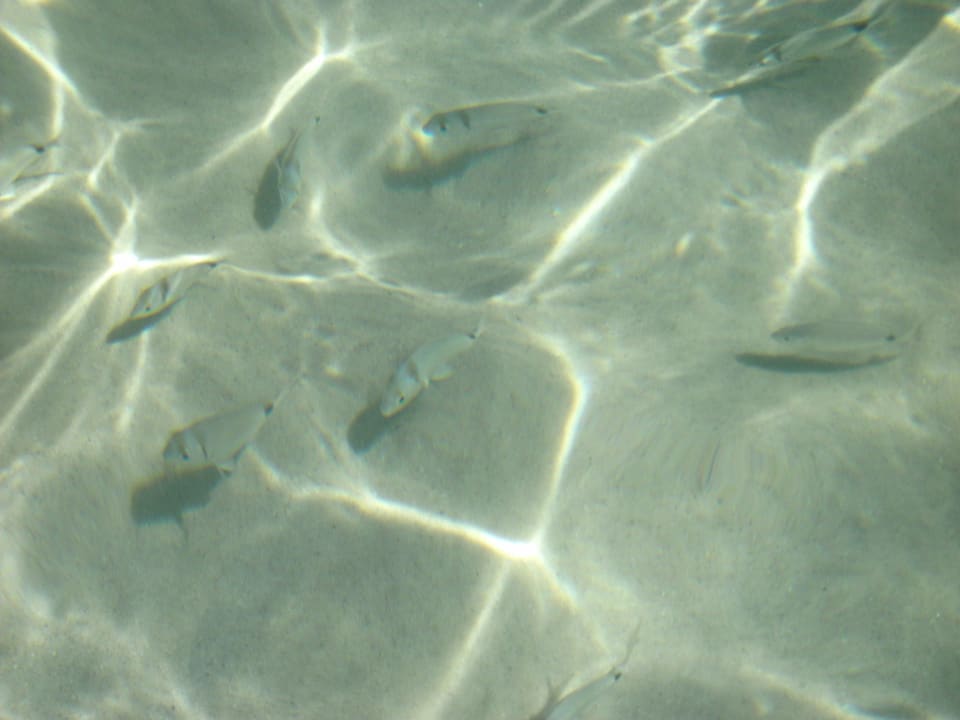 Glasklares Wasser, da fühlen sich auch Fische wohl Hotel El Mouradi Port El Kantaoui
