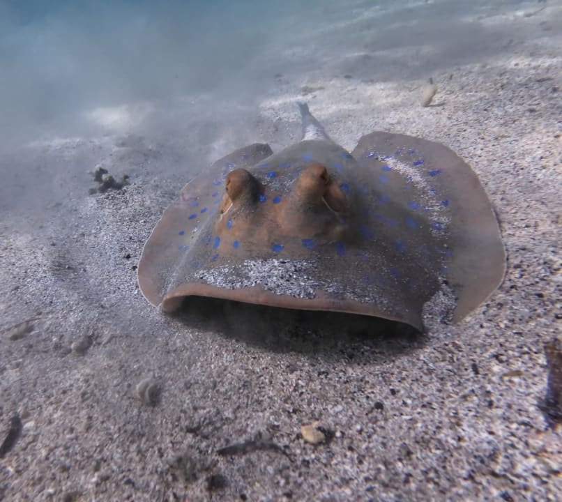 Strand Malikia Resort Abu Dabbab