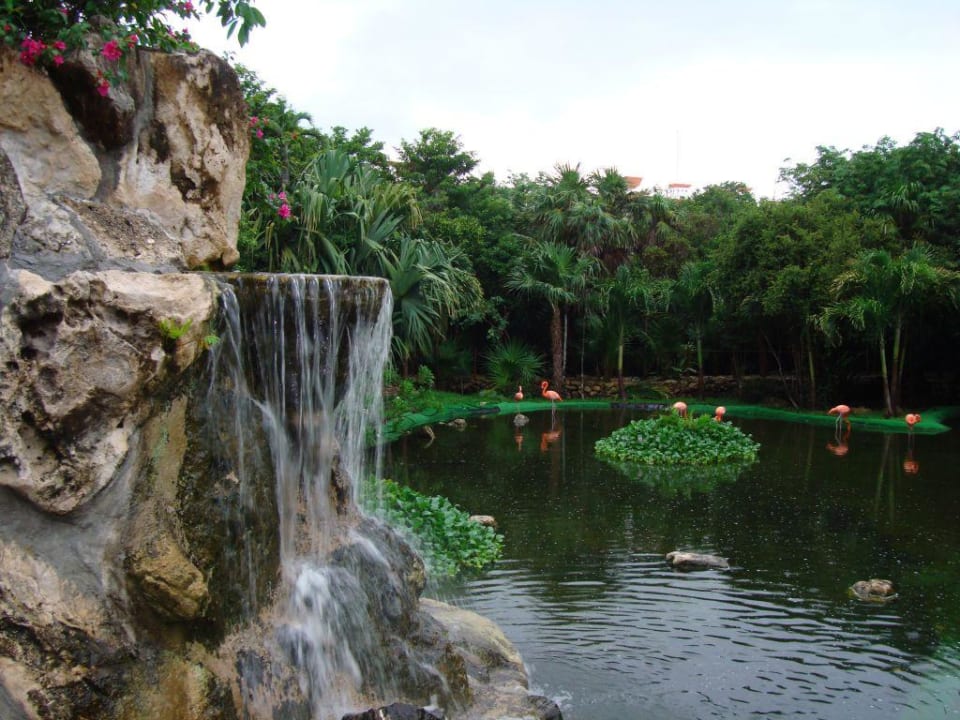 Flamingos bei der Kantanah Lobby Grand Palladium Kantenah Resort & Spa