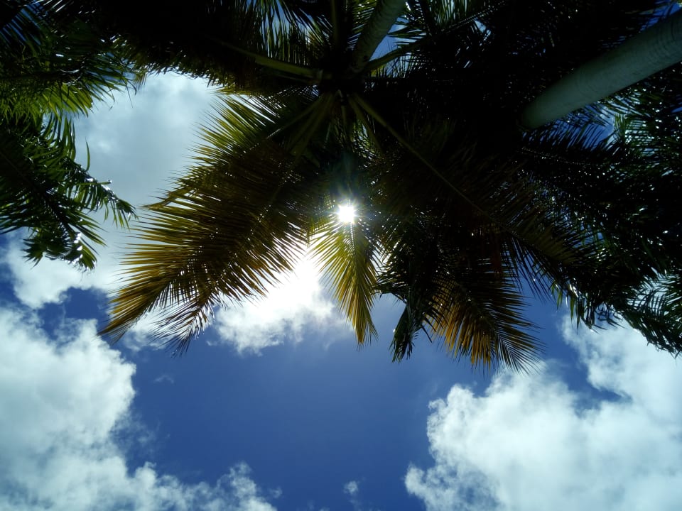 Ausblick Wyndham Alltra Samana