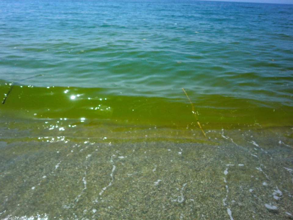 Das Meer Futura Club La Praya