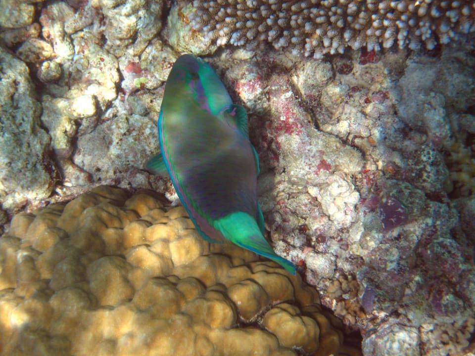 Banyan Tree, Vabbinfaru, schnorcheln am Hausriff Banyan Tree Vabbinfaru