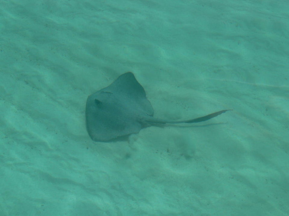 Ein Roche auf Besuch Kuredu Island Resort & Spa