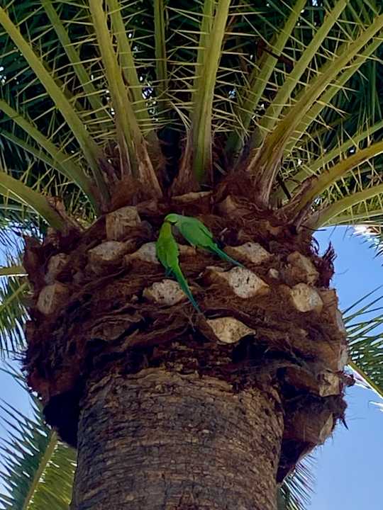 Gartenanlage Canary Garden Club