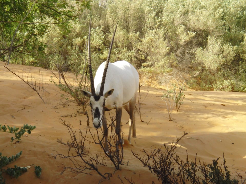 Weiße Oryx-Antilope Al Maha, A Luxury Collection Desert Resort & Spa