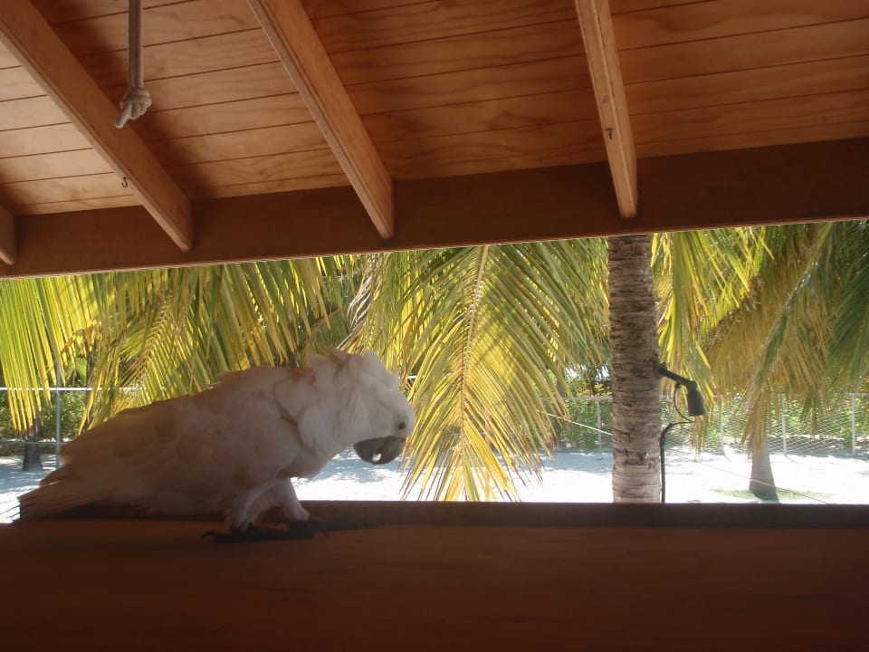 Papagei Kuredu Island Resort & Spa