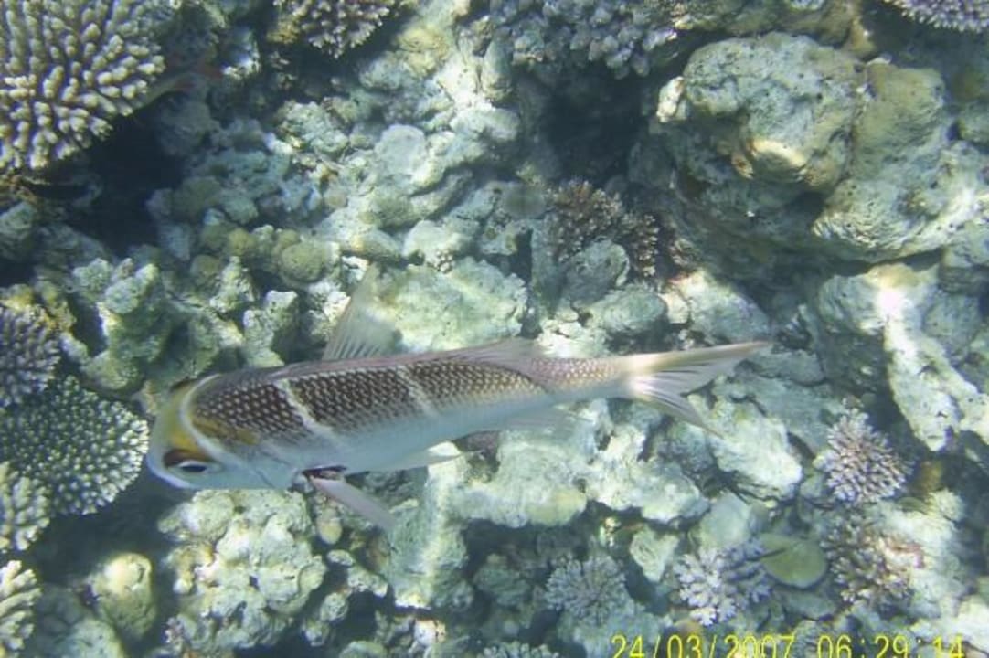 Fisch Eri Maldives