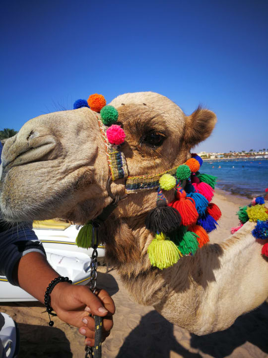 Sport & Freizeit Jaz Makadi Saraya Resort