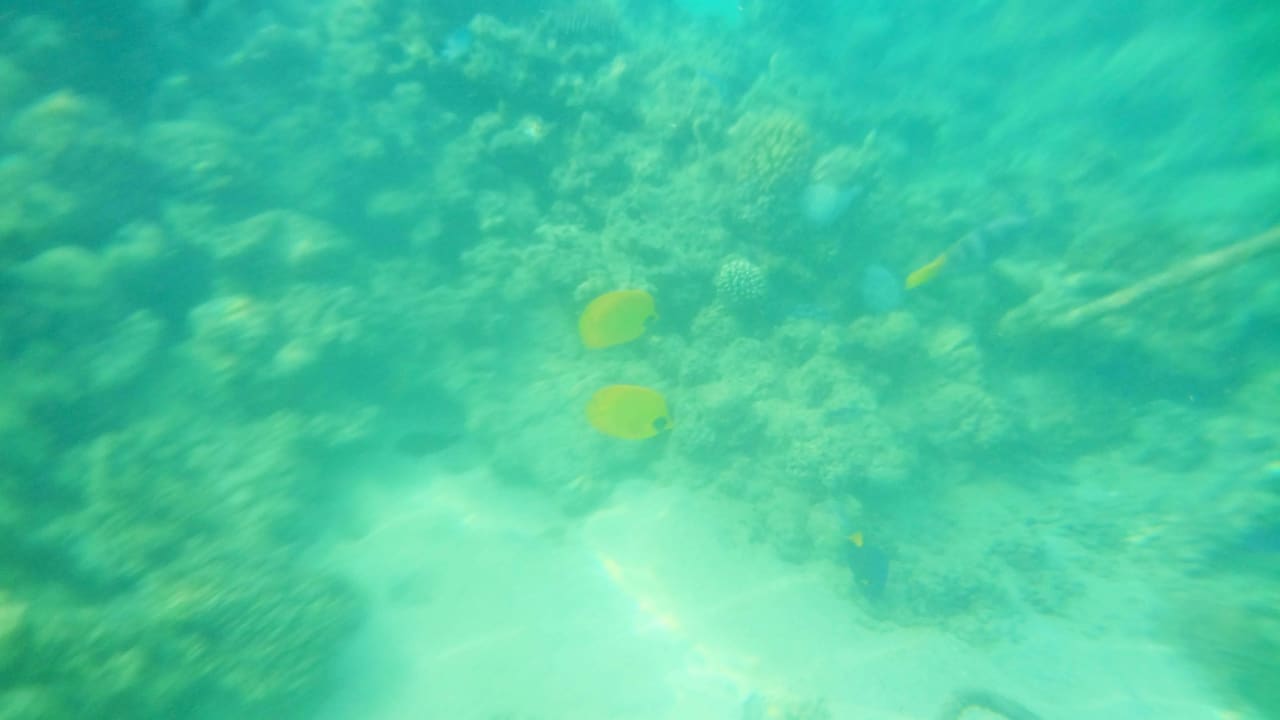 Риф недалеко от берега Desert Rose