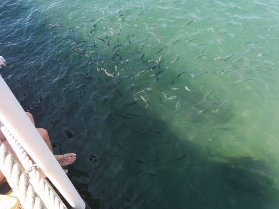 Blick vom Steg  PALOMA Perissia