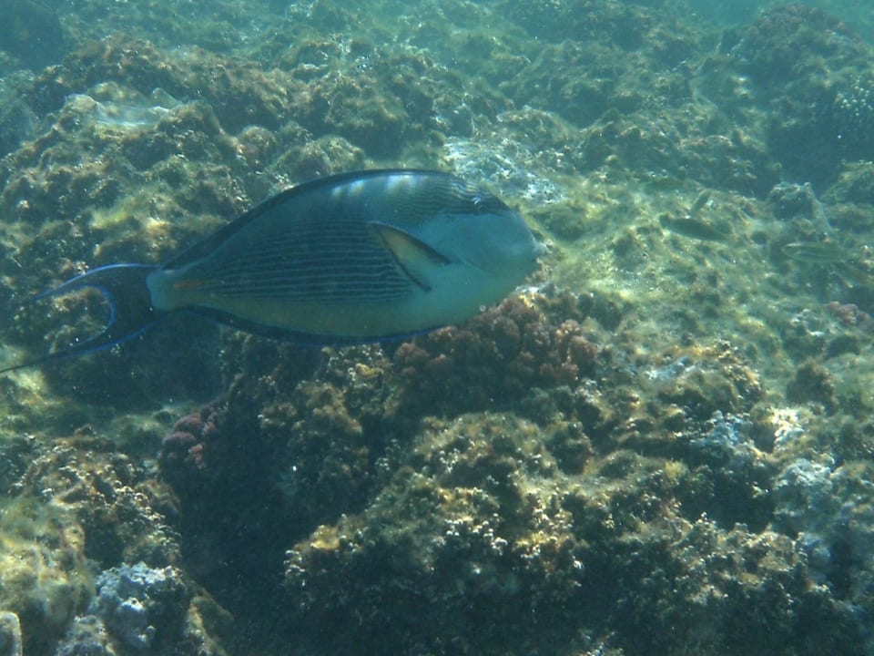 Hausriff Mövenpick Resort El Quseir