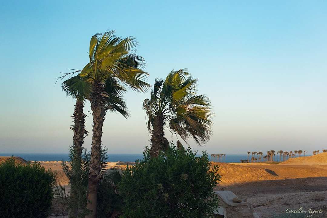 Blick auf das Meer Pickalbatros Citadel Resort