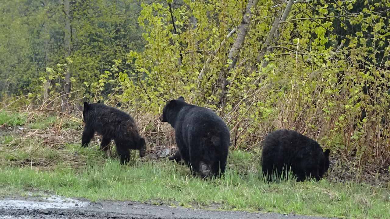 Sonstiges Stewart Mountain Lodge