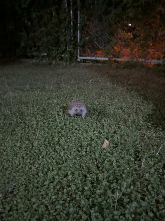 Gartenanlage Trendy Palm Beach (Adults Only, 16+)