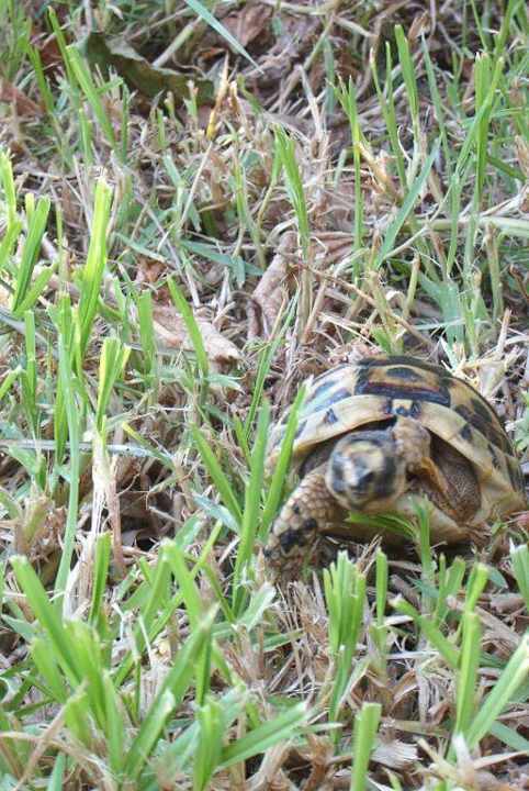 Hotel Sunnydays L'Albatros/Albatros Hotel Sunnydays L'Albatros/Albatros