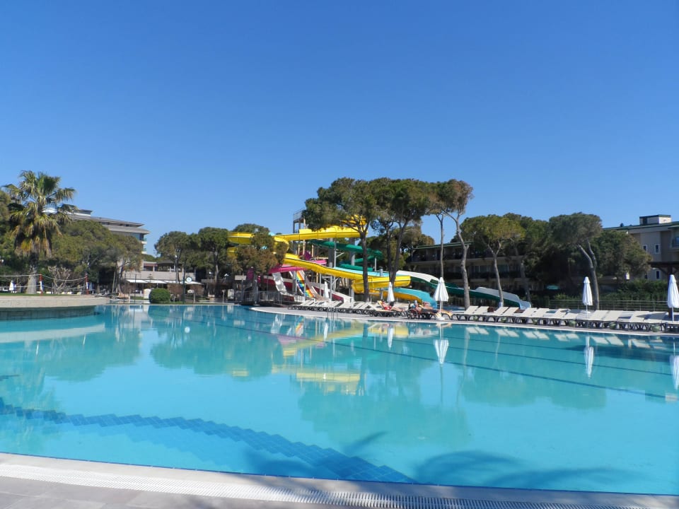 Basen Papillon Ayscha