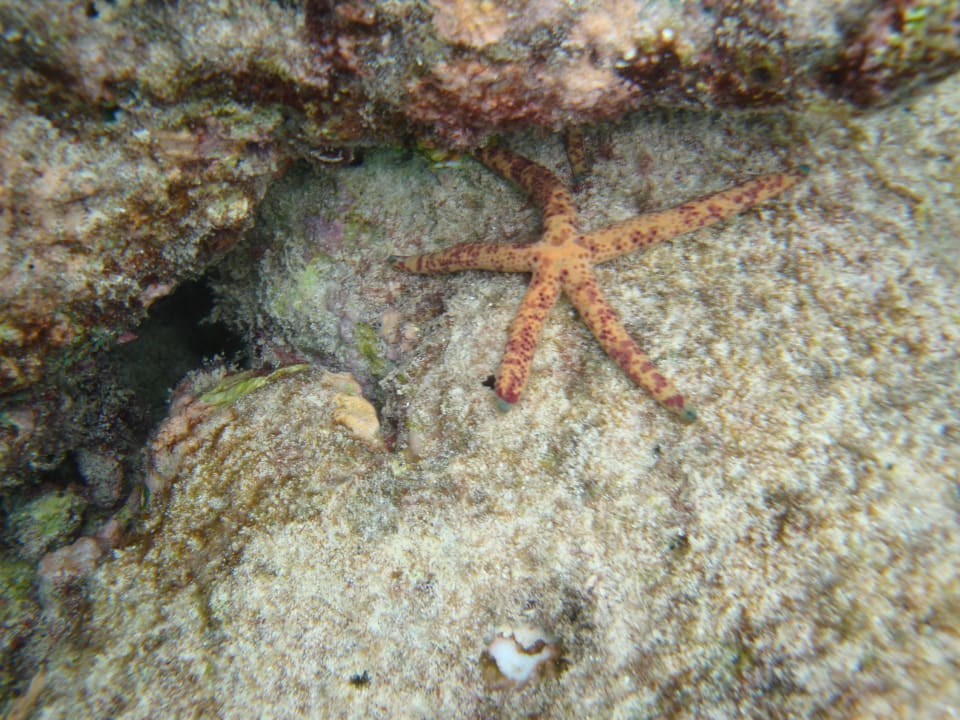 Seestern Adaaran Select Hudhuran Fushi - Premium All Inclusive