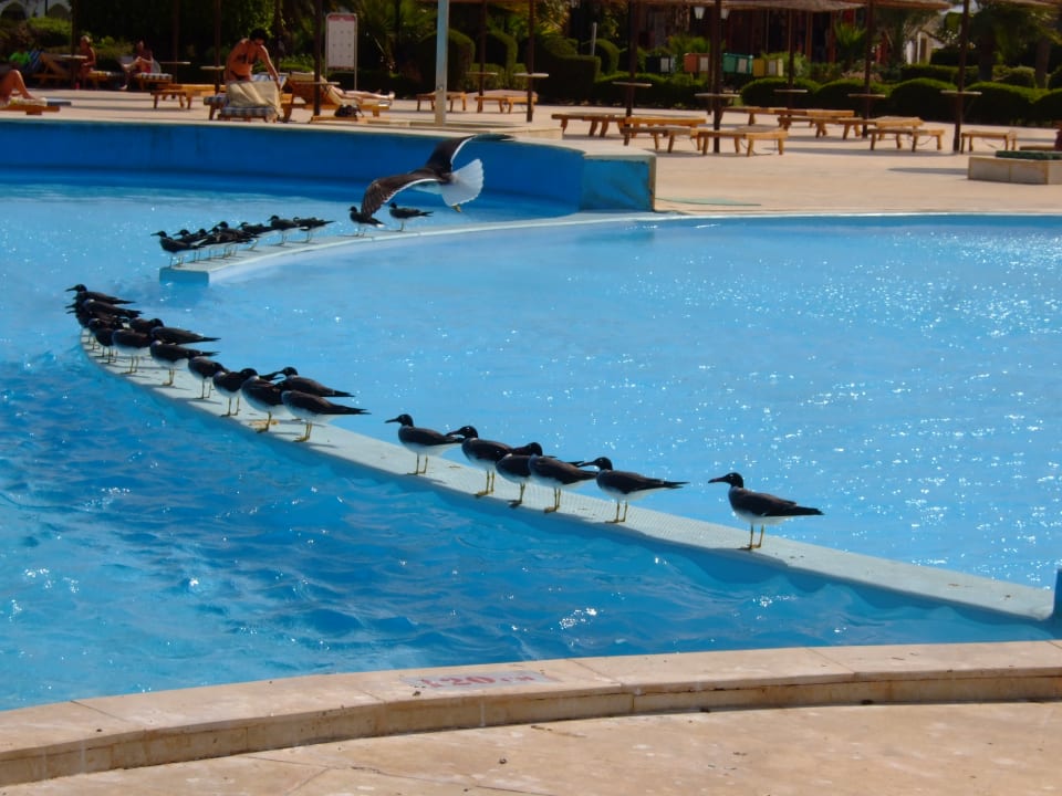 Pool Hotel Gorgonia Beach Resort