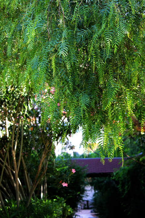 Как в джунглях Belconti Resort Hotel