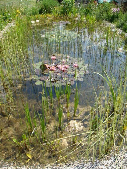 See im Hotelgarten Hotel Alpenroyal