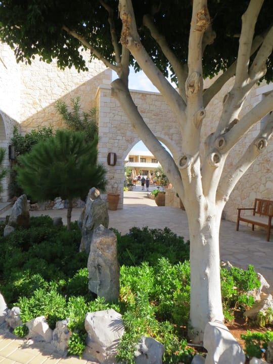 Hinterer Bereich Cactus Royal