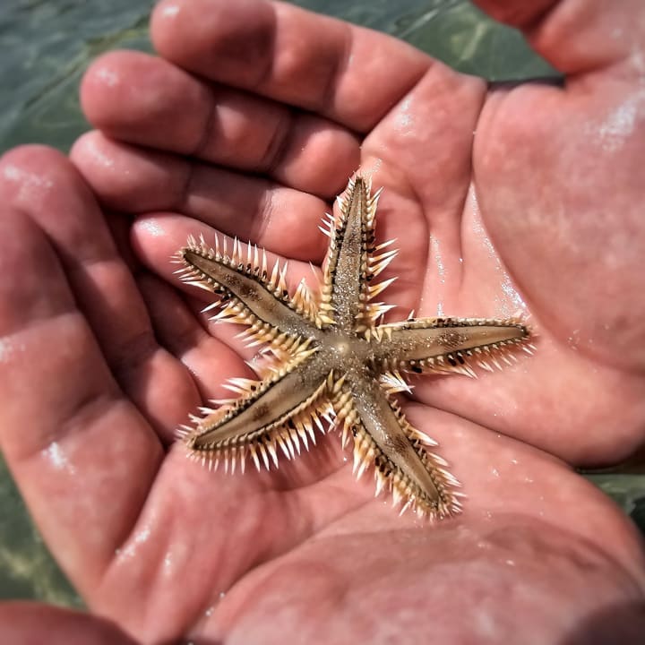 Strand Shams Prestige Abu Soma-Adults Only