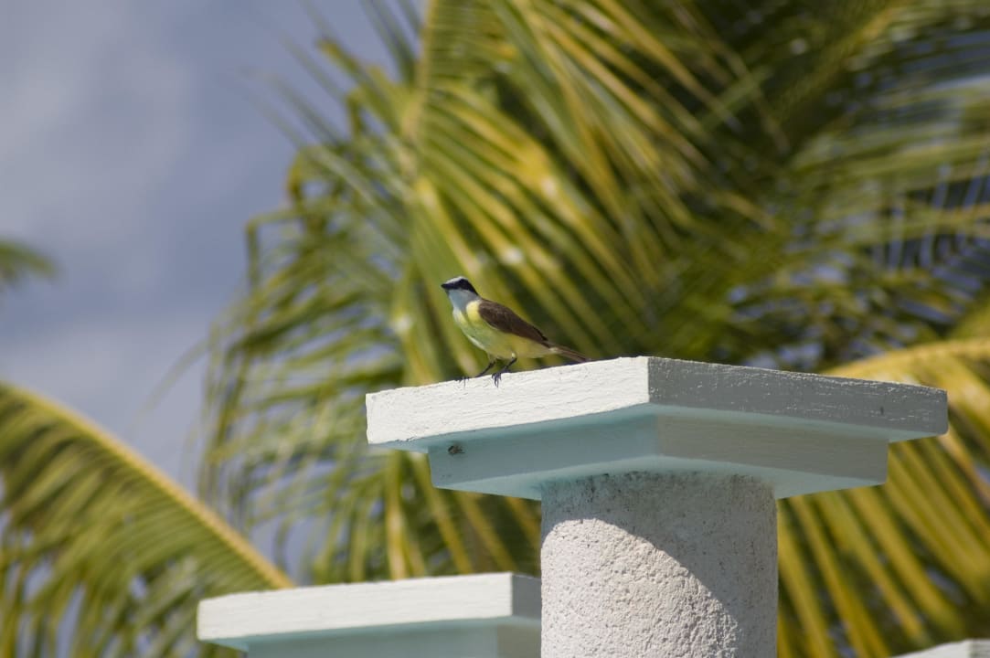 Bunter Vogel Grand Palladium Kantenah Resort & Spa
