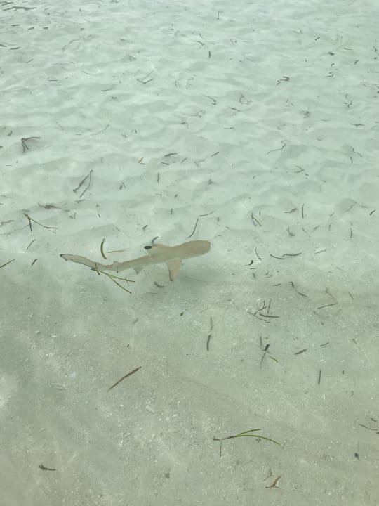 Sonstiges Kuredu Island Resort & Spa