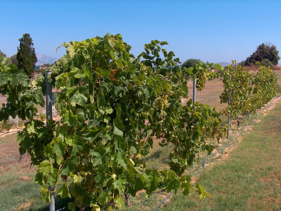 Gartenanlage Hotel Villa Kos