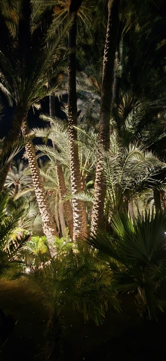 Gartenanlage Hotel Riu Palace Oasis