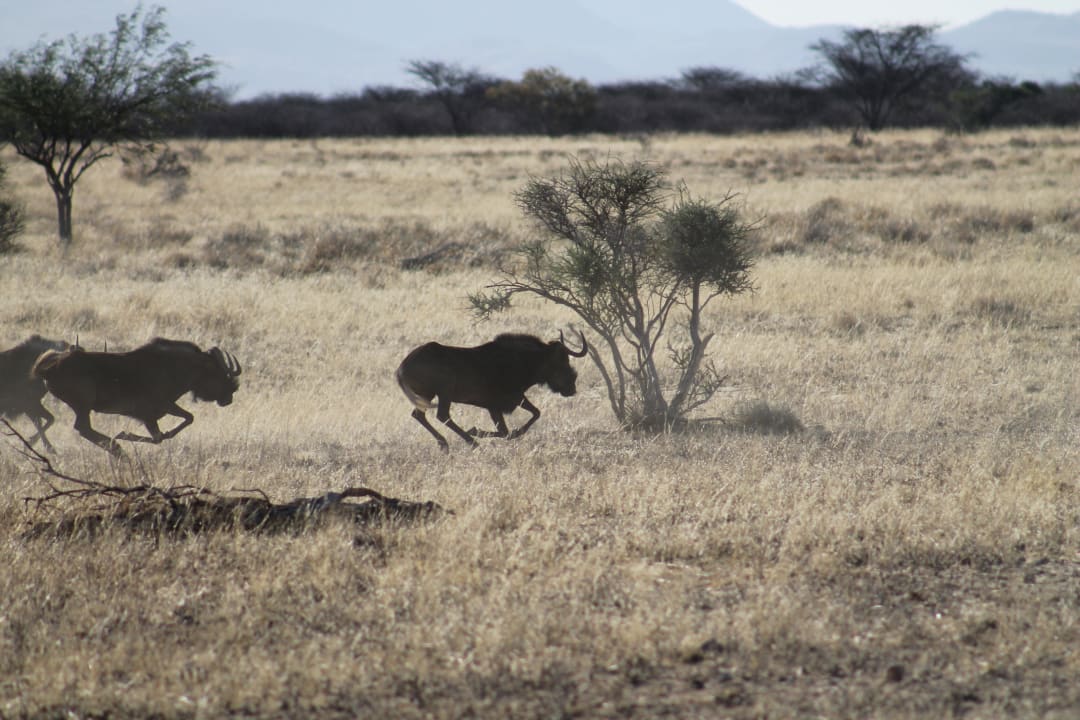 Gnus in Action Onduruquea Guestfarm