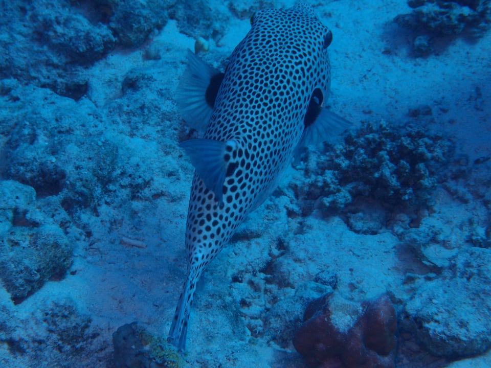 Rozdymka Hotel El Faraana Reef Resort
