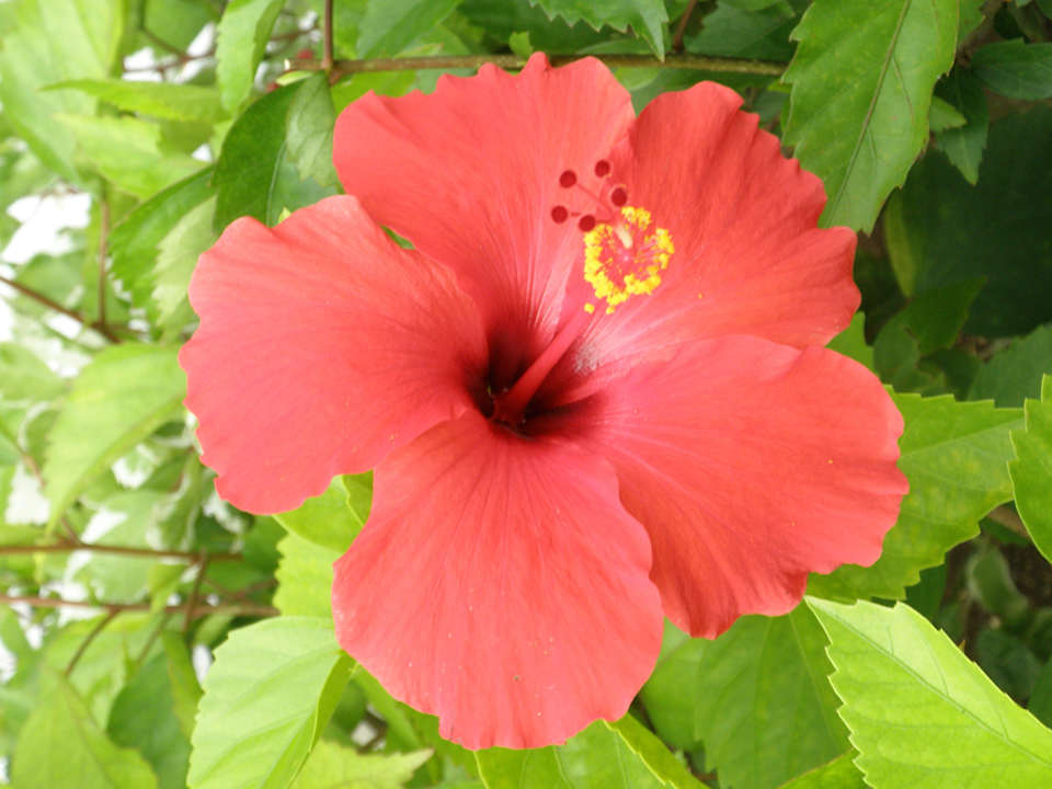 Hibiskus Grand Muthu Club Caribbean Runaway Bay