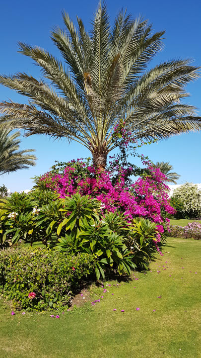Gartenanlage Hotel Gorgonia Beach Resort