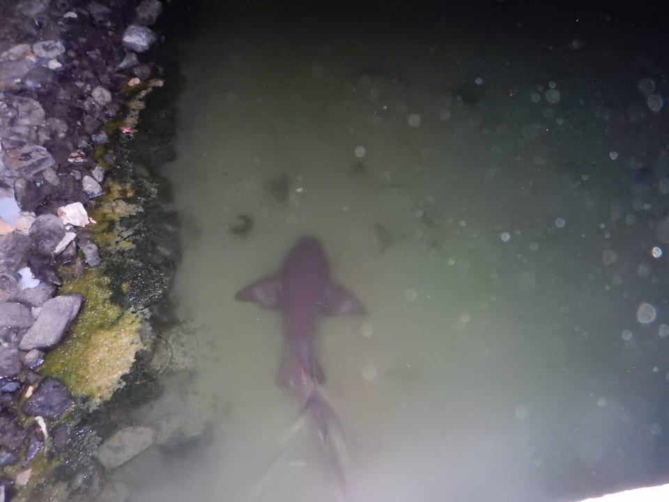 Katzenhai Melia Las Antillas - Adults only