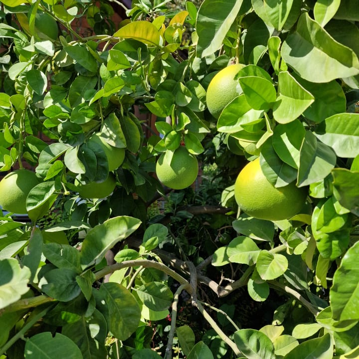 Gartenanlage Can Garden Beach