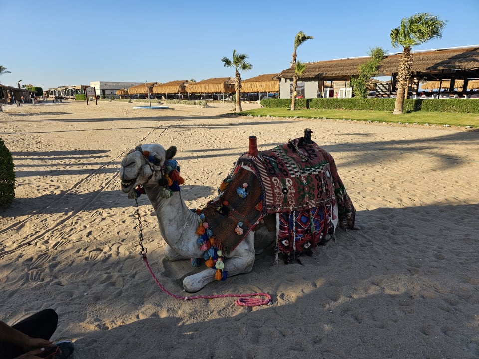 Strand Ali Baba Palace Resort