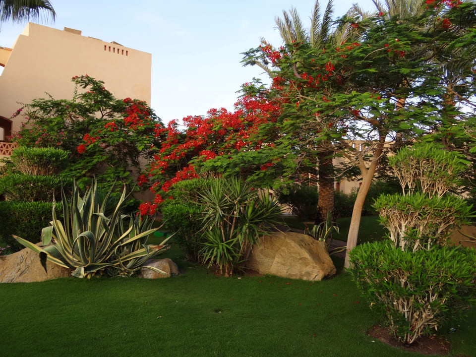 Gartenanlage Steigenberger Coraya Beach - Adults only