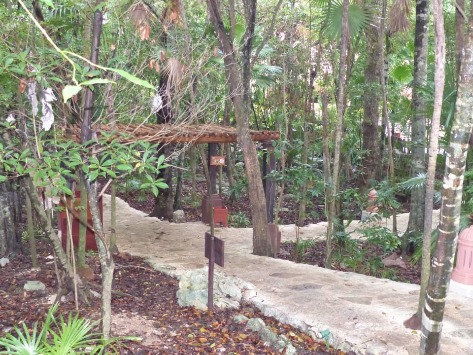 Noch ein Weg im Dschungel Iberostar Waves Tucan