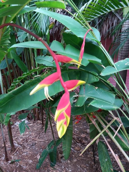 Gartenanlage Hotel Viva Dominicus Palace by Wyndham-All Inclusive Resort