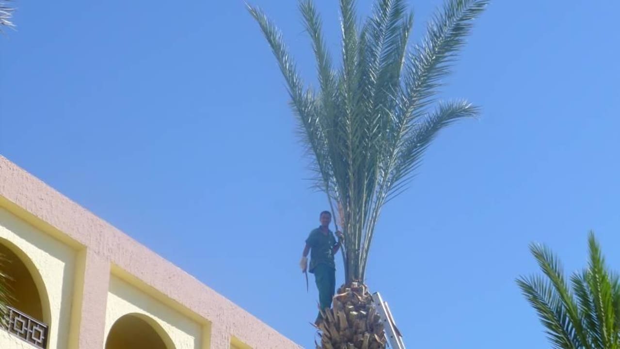Die Palmen werden beschnitten. Hotel Paradis Palace