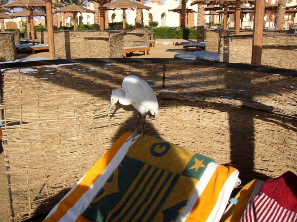 Heinz SUNRISE Royal Makadi Resort