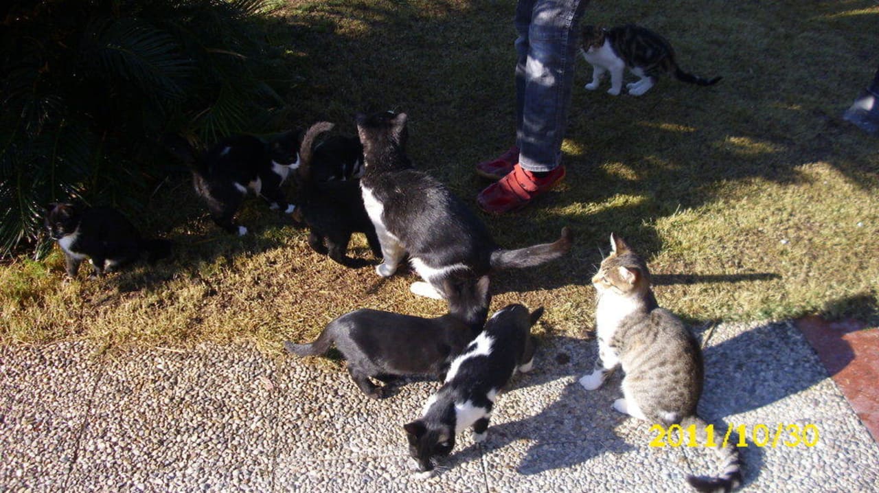 Kleine Haustiere Voyage Belek Golf & Spa