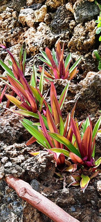 Gartenanlage Bahari Beach Hotel