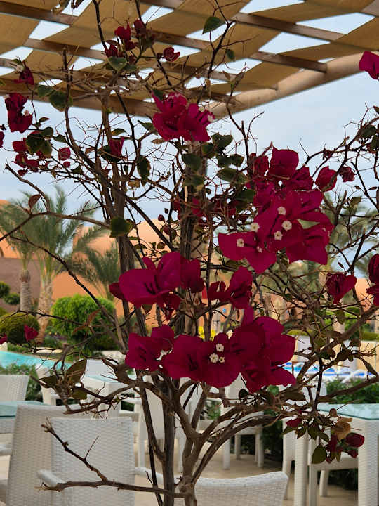 Gartenanlage Novotel Marsa Alam Beach Resort