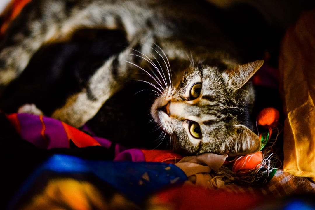 Sonstiges Ferienwohnungen Gullyhof