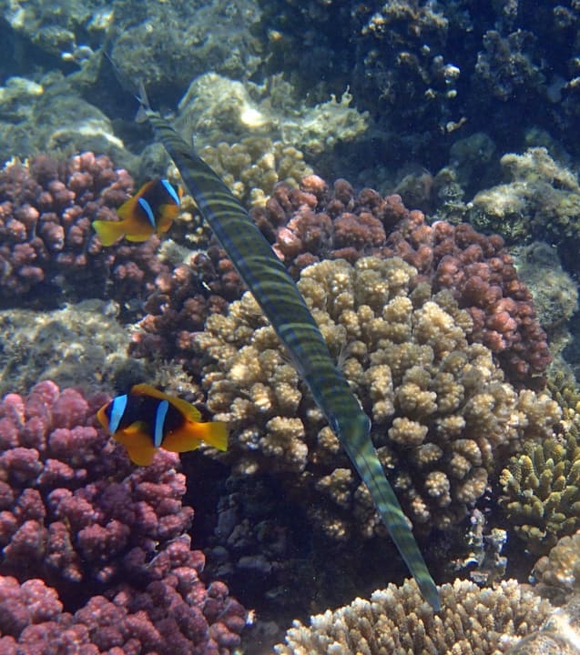 Strand Arabella Azur Resort