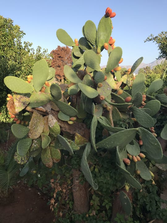 Gartenanlage The Leaf on The Sands by Katathani