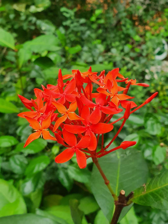 Gartenanlage Tropical Islands Resort