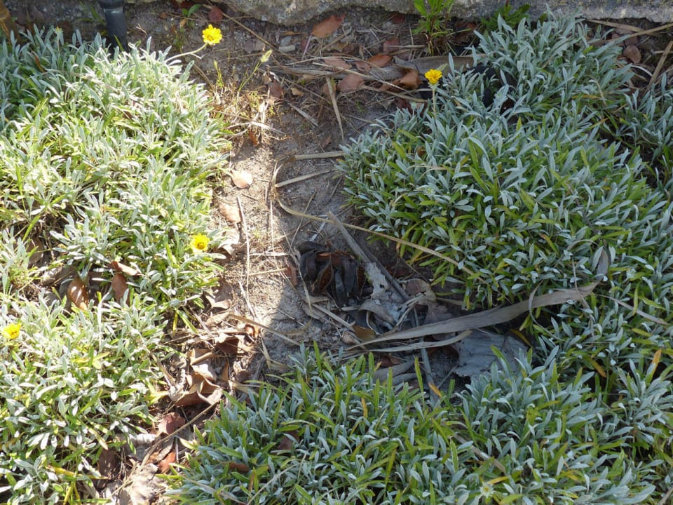 Dreck und fehlende Pflege wohin man schaut. Garden Saladina